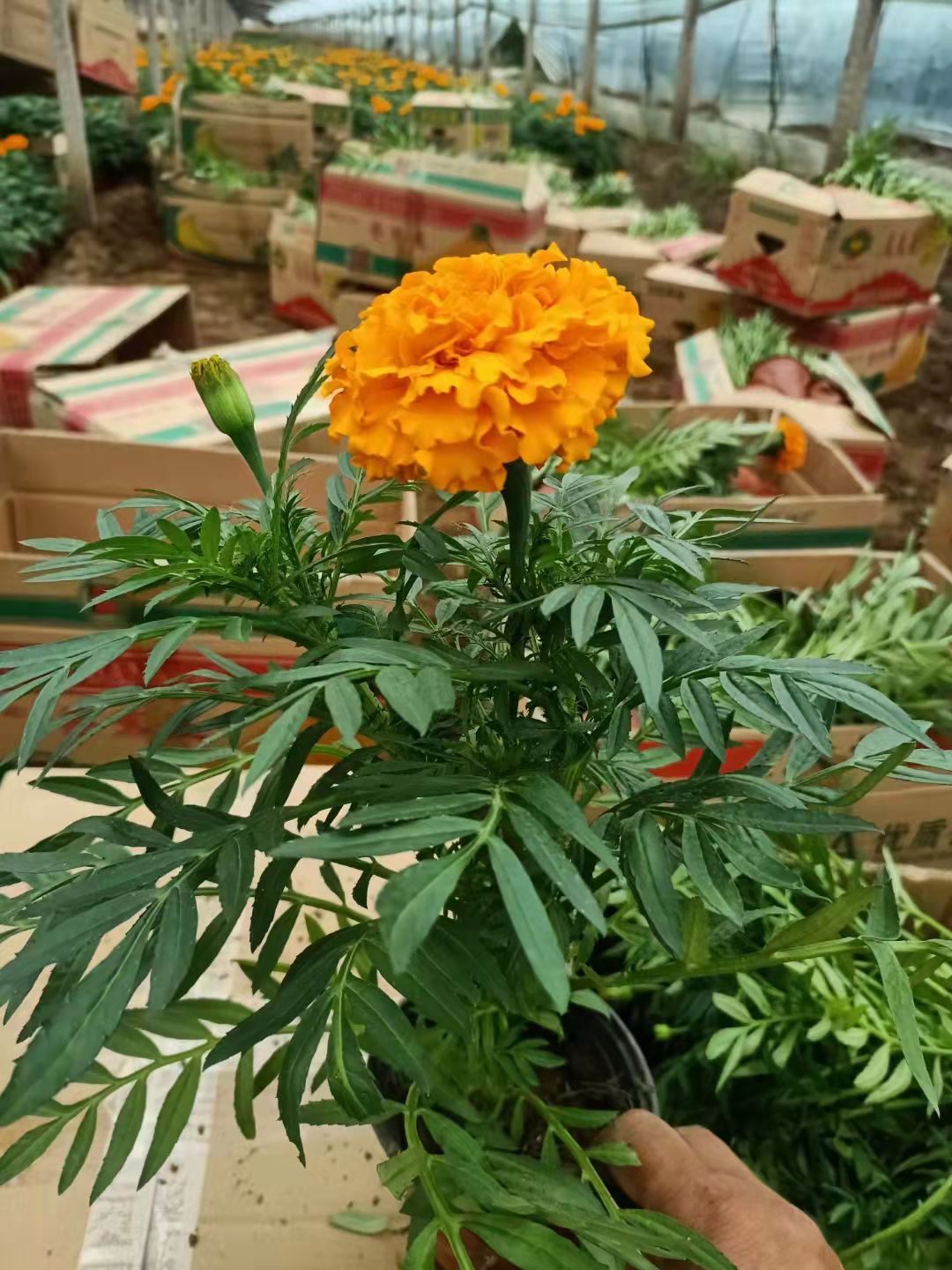  万寿菊 节日草花租摆 种植基地直销