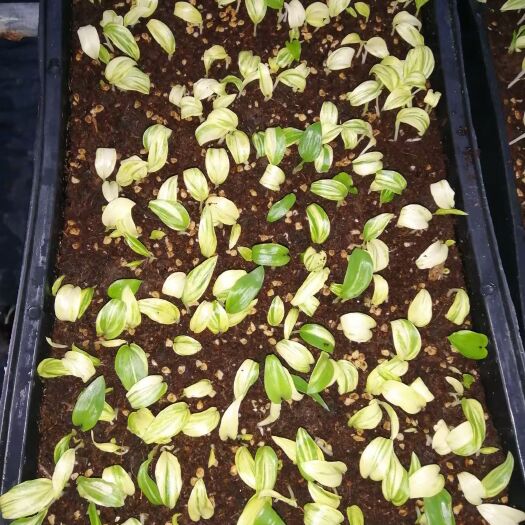广州花叶良姜盆栽  苗圃直供优质花叶姜苗 彩叶地被植物