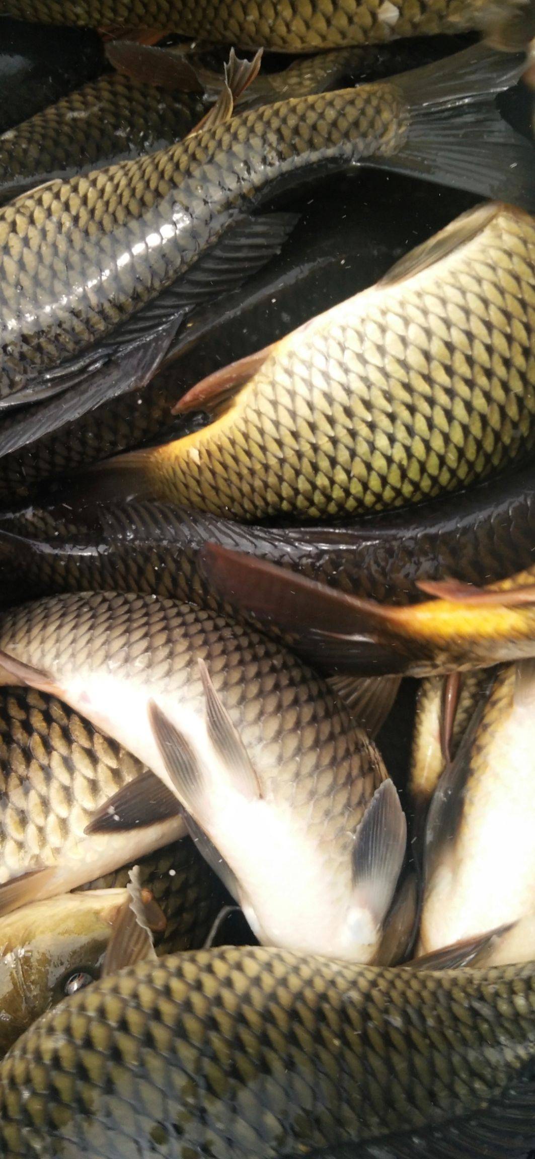 黄鲤鱼，鲤鱼苗，大小规格齐全，常年供应