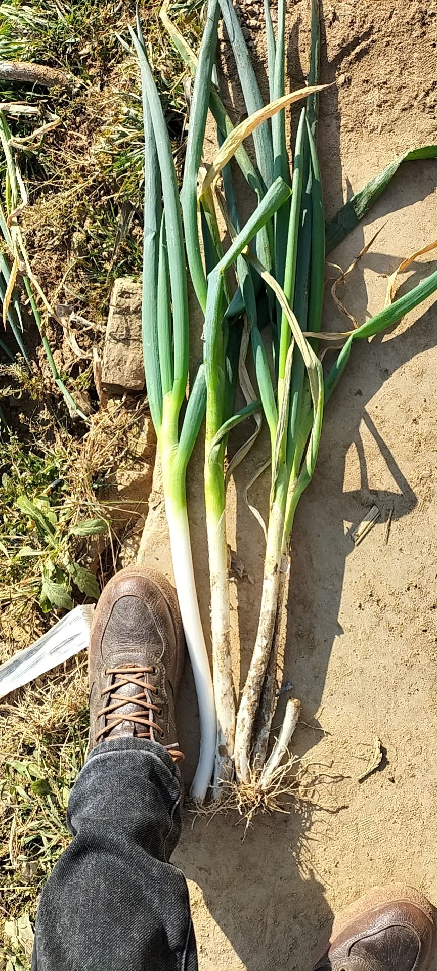 新野铁杆大葱，产地直供，可视频看货！