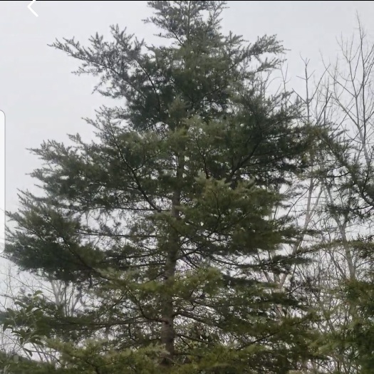 南京 雪松自家种  价格便宜 上门来选