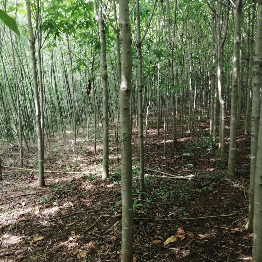 汝阳县 七叶树