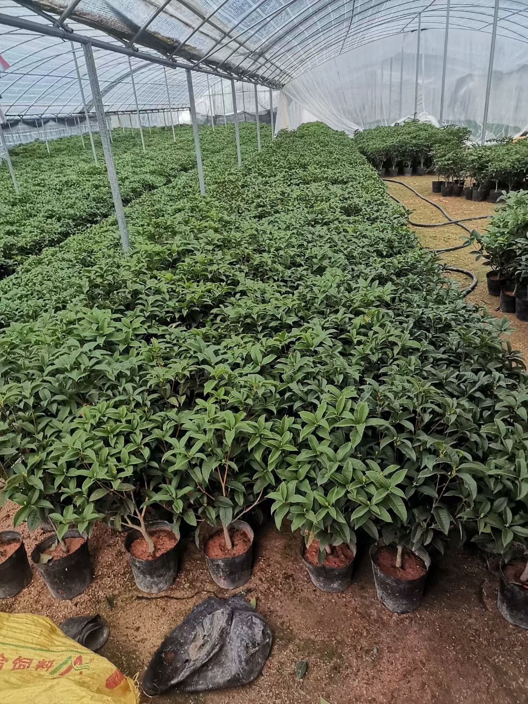 四季桂花，四季开花，香飘满屋