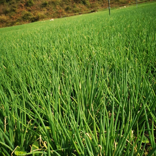 安顺贵安高峰小香葱基地  精品小葱 35—40公分 可长期供货