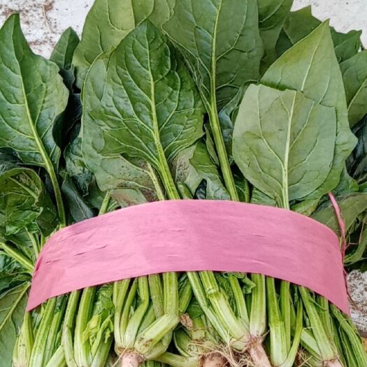 磁县 大叶菠菜