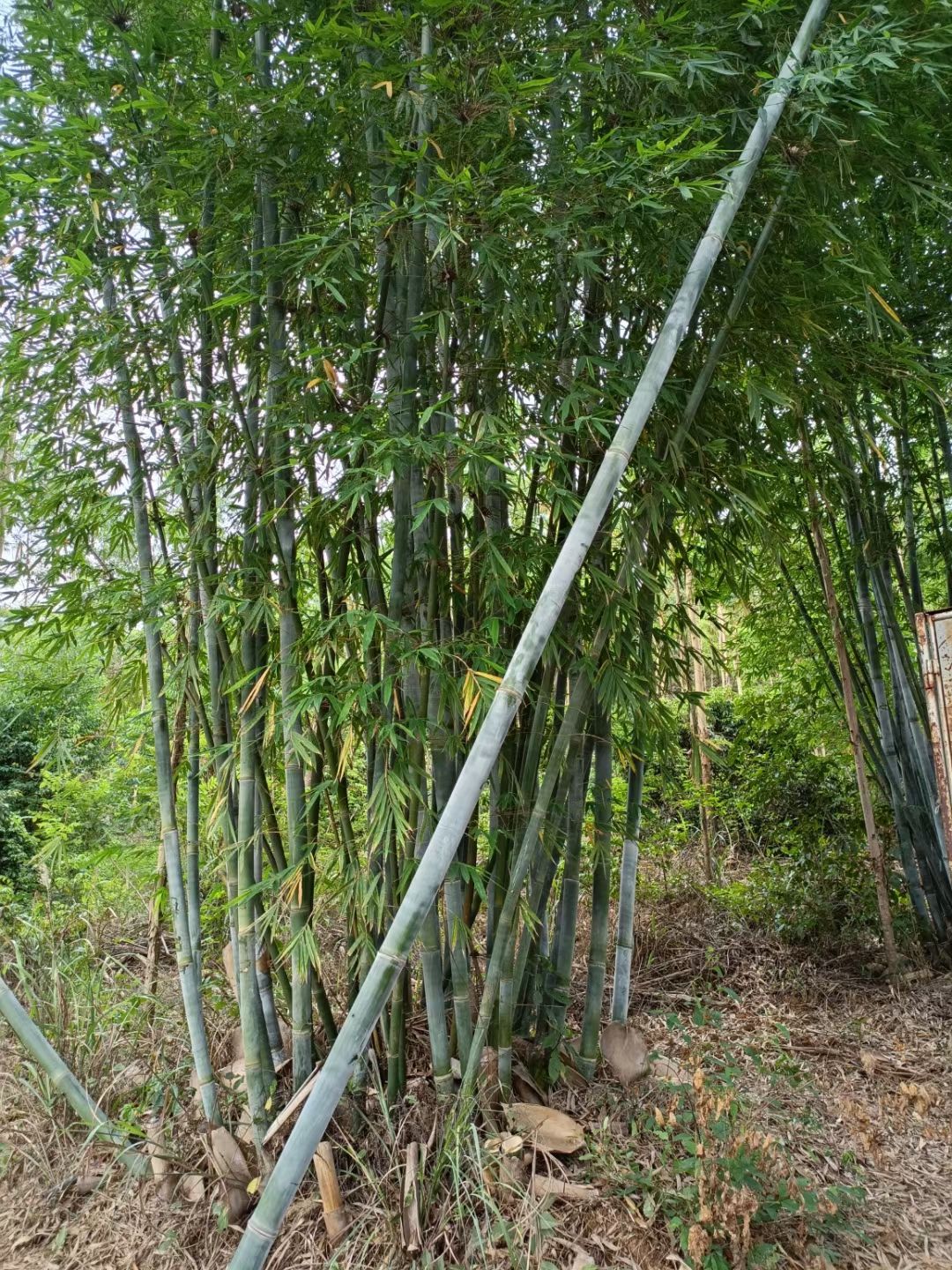  正中粉单竹