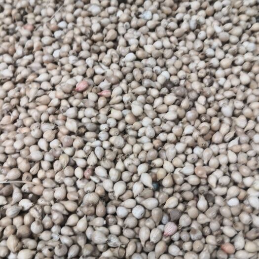 兴仁市稻谷 烘烤干的薏苡谷    可直接加工  纯贵州兴仁小白壳