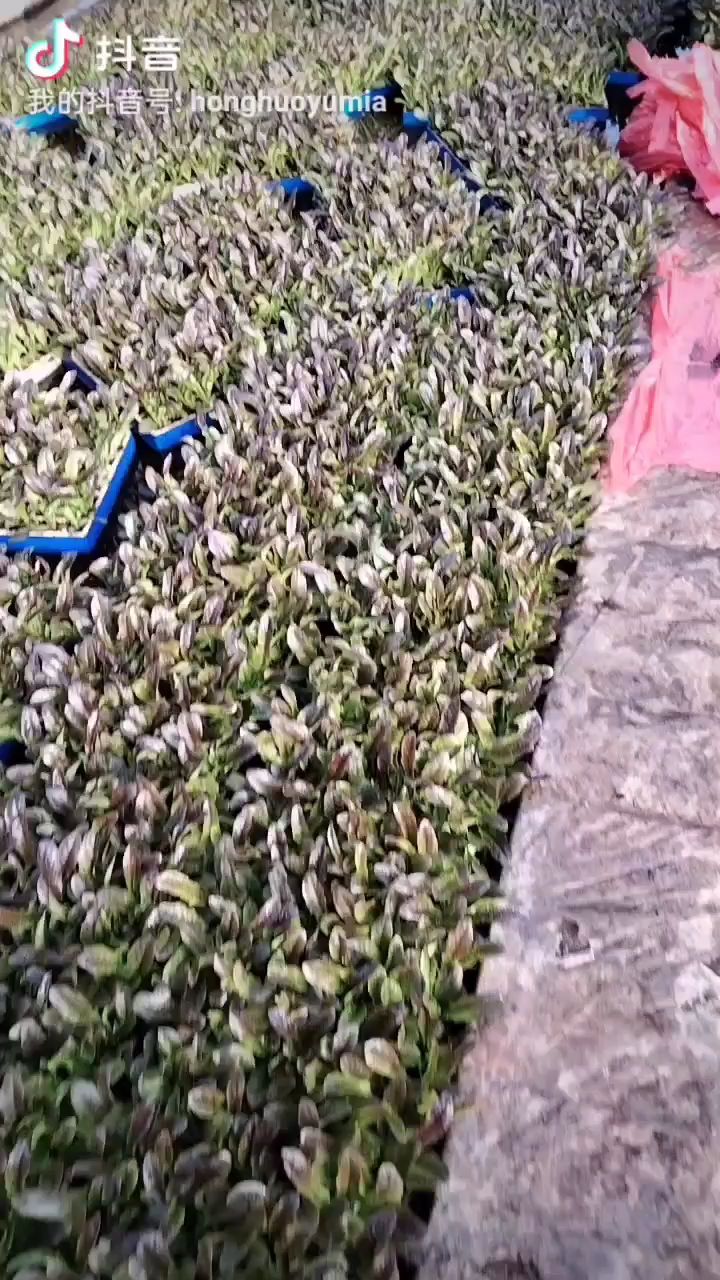 一手货，可以视频看货，冬季的莴笋苗，尖叶，