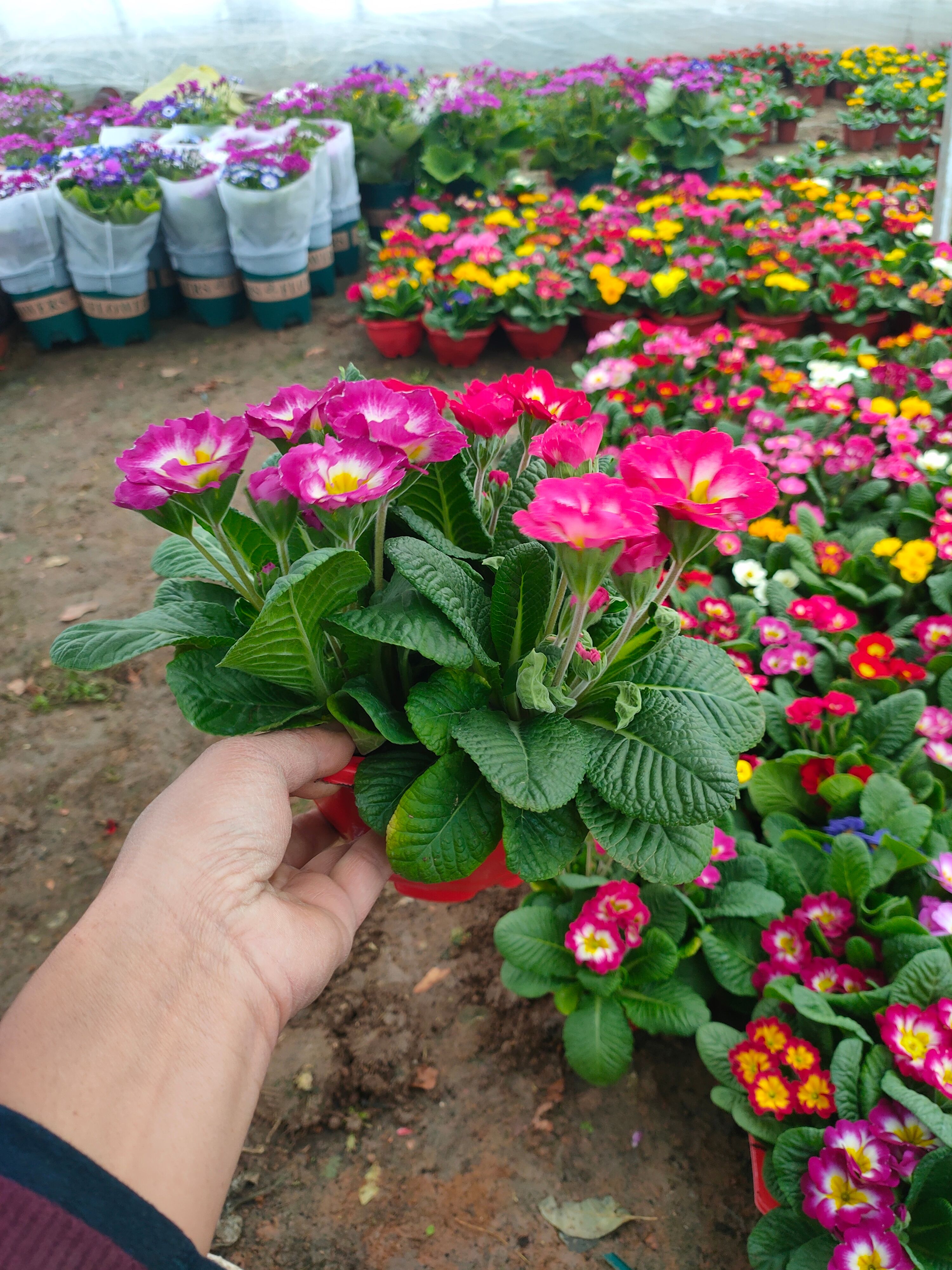 山东盆栽报春花基地，时令草花报春大量上市