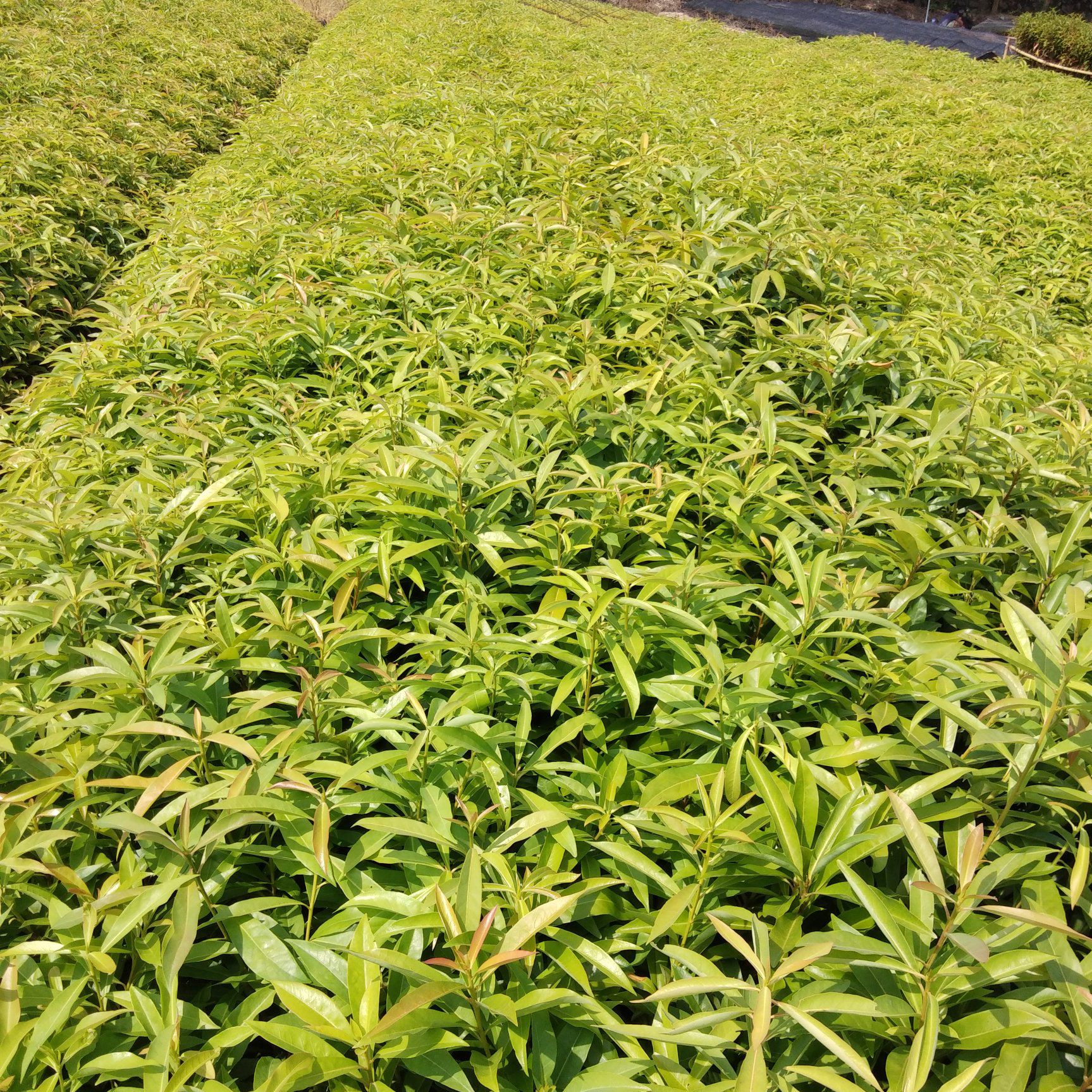 木荷40-60公分