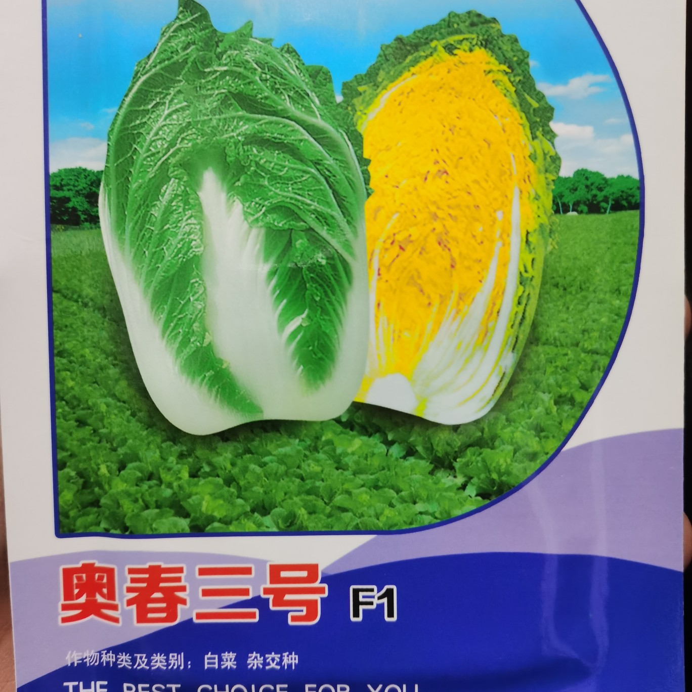 [黄心白菜种子批发]奥春三号 春季黄心白菜种子好装袋 耐运输黄心大
