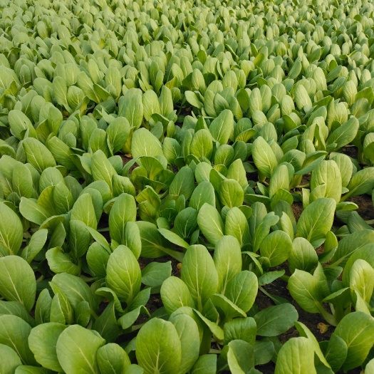 石家庄山东菏泽曹县上海青基地，品质上乘，做功干净。