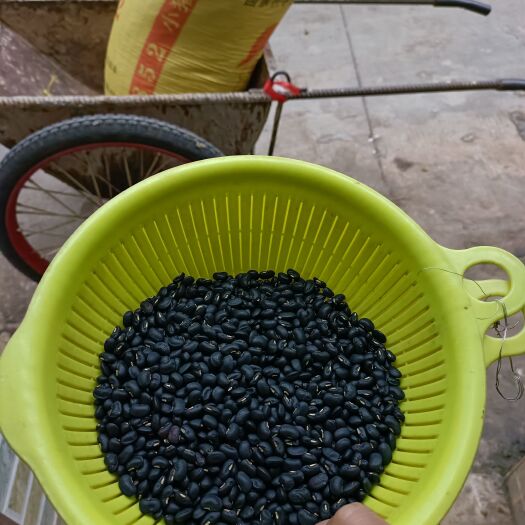 富川县今年的黑豆已售完，明年继续