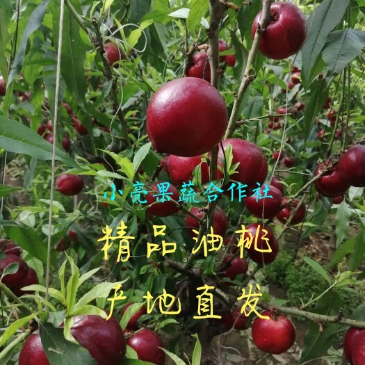 精品油桃，唐山产地直发，保证质量，欢迎实力客户前来收购