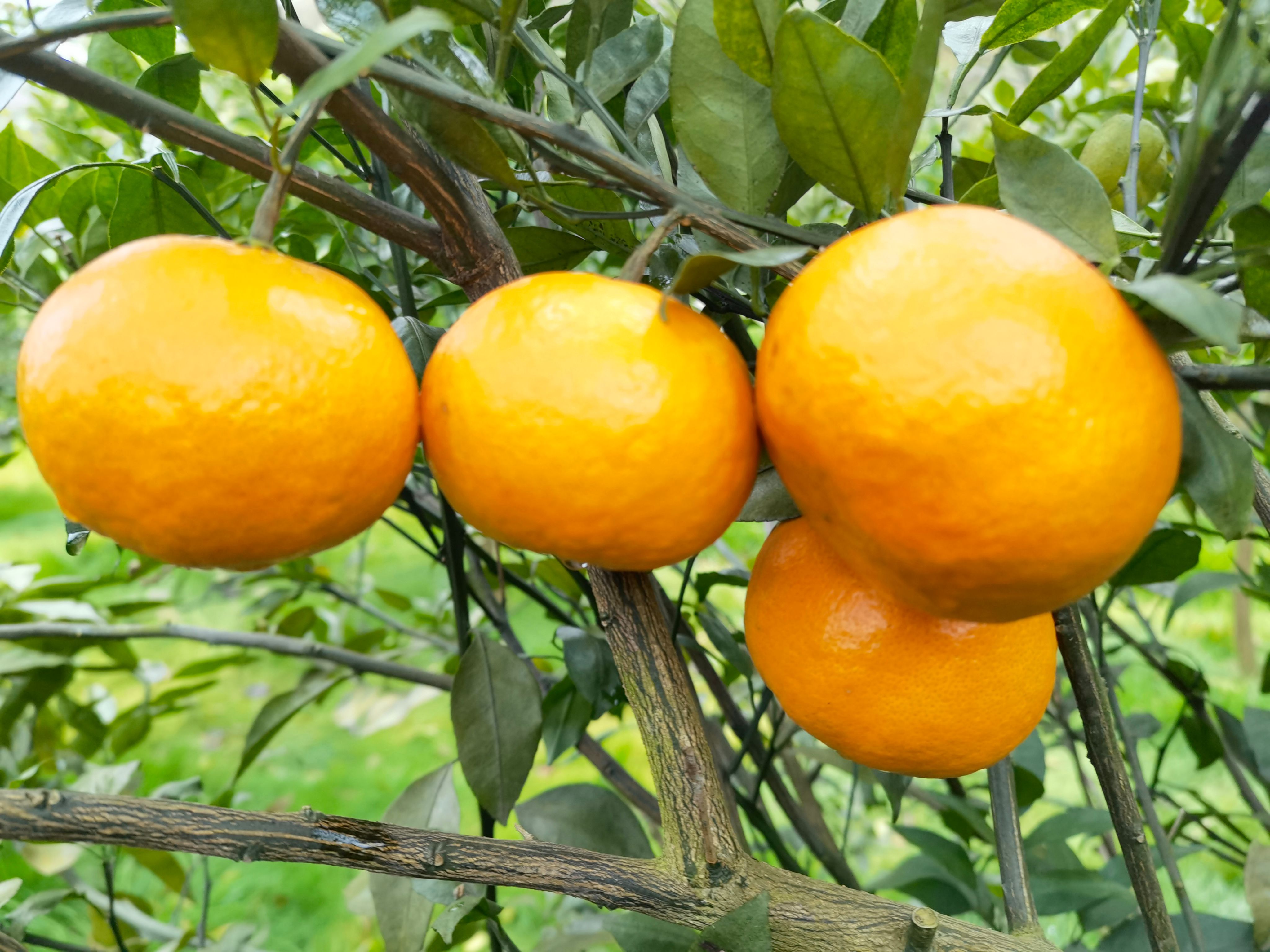祁阳市明日见柑橘苗  可以视频起苗 苗子粗壮  根系发达 成活率好