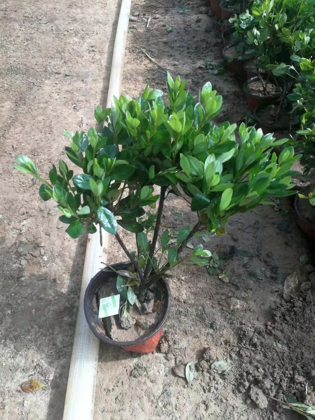  石岩杜鹃 绿化品种开花好的杜鹃