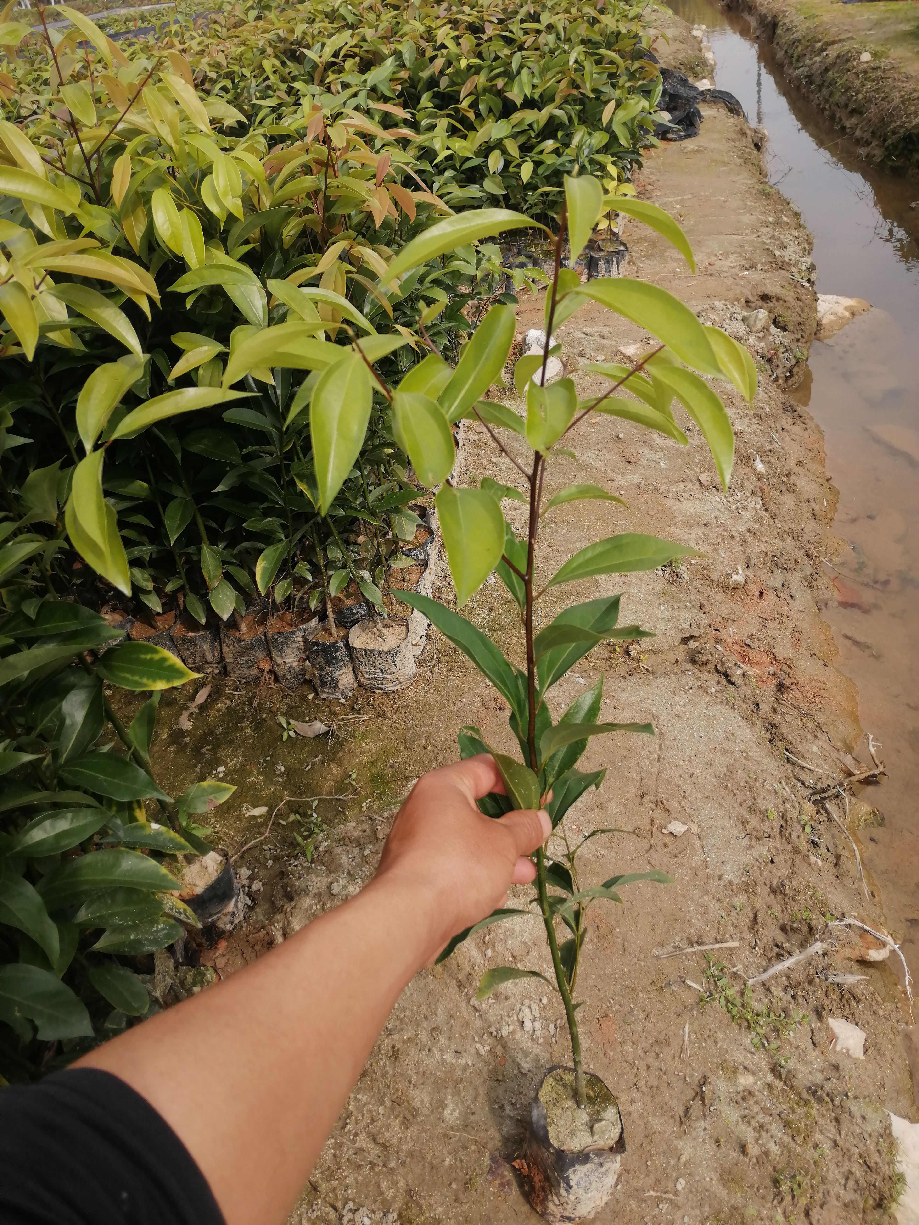 阴香树苗 阴香