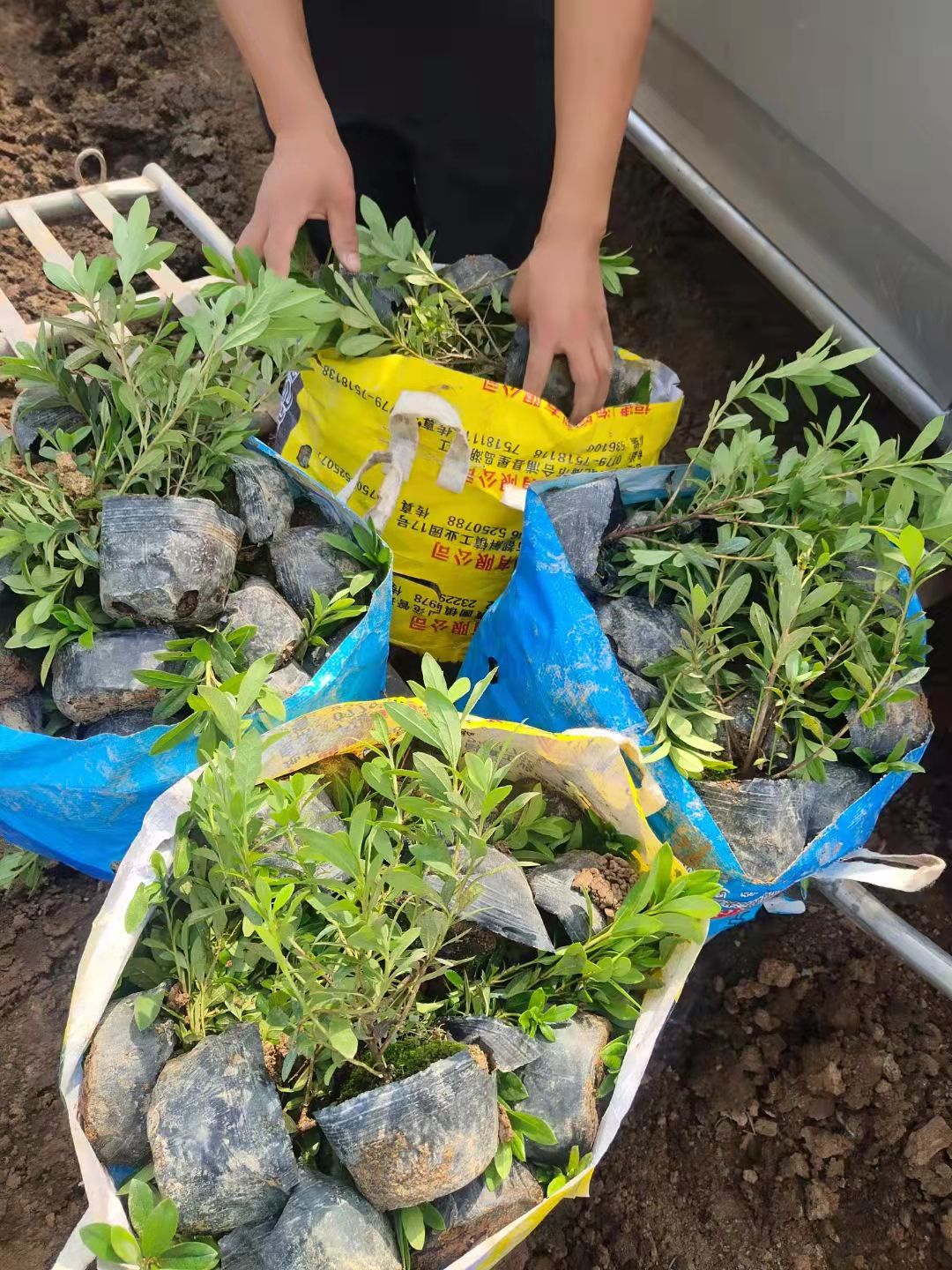 毛杜鹃 毛鹃 质量好的毛鹃种植基地