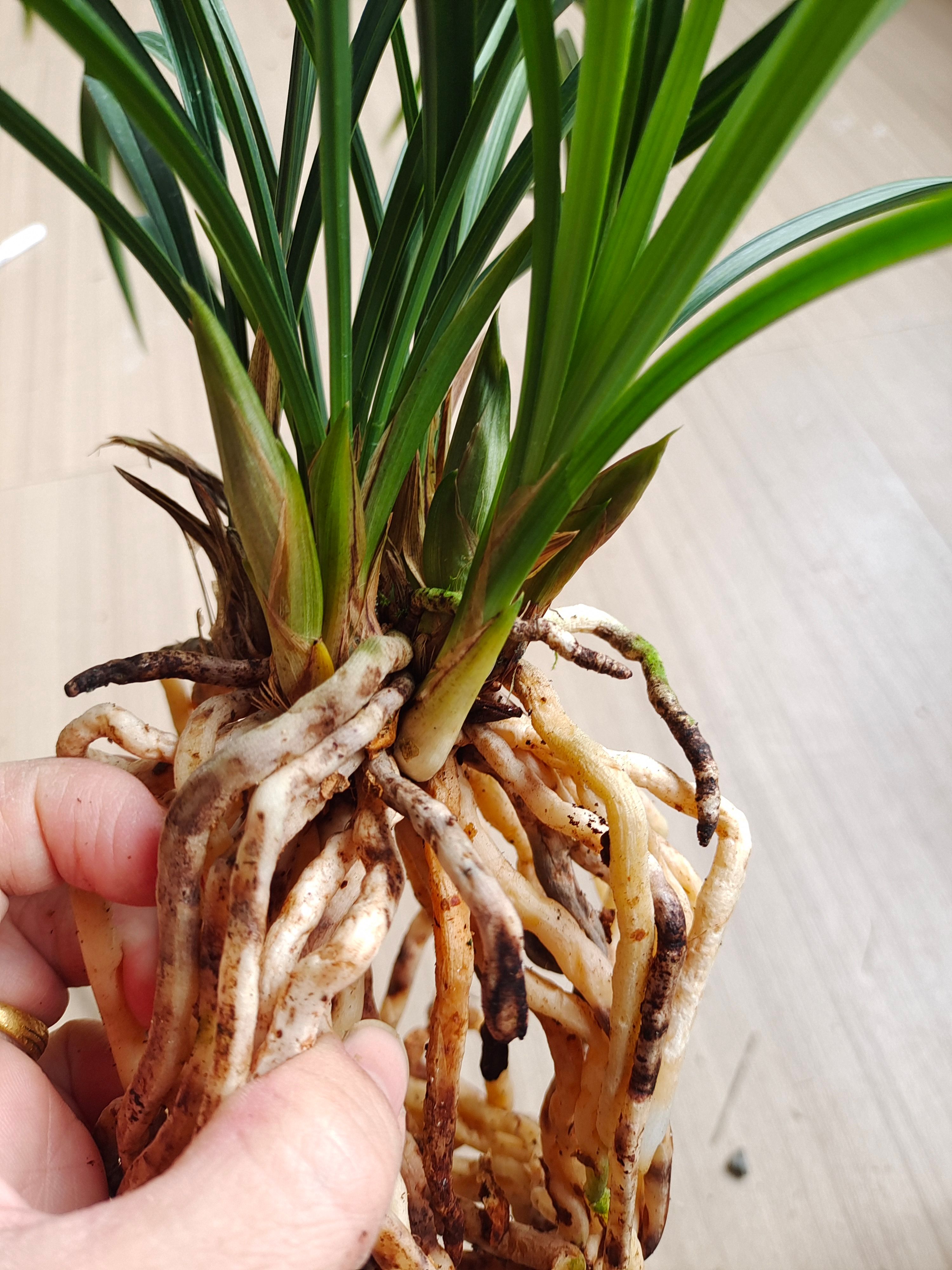 春兰浓香荷瓣素花张荷素又名大吉祥素现带花苞室内阳台花卉兰花