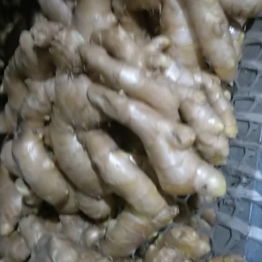 行唐县姜种  生姜 河北行唐烘干姜大量上市中代收代购泥姜毛病姜欢迎
