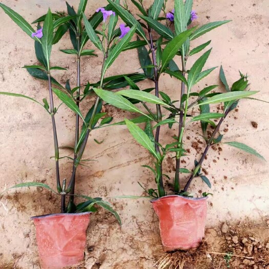 青州市翠芦莉盆栽 翠芦莉 双色盆翠芦莉种植基地