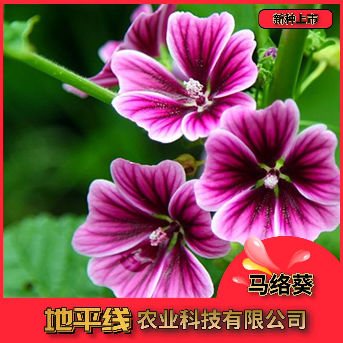 沭阳县马络葵种子  马落葵种子锦葵种子香草种子盆栽科花卉种子锦葵花
