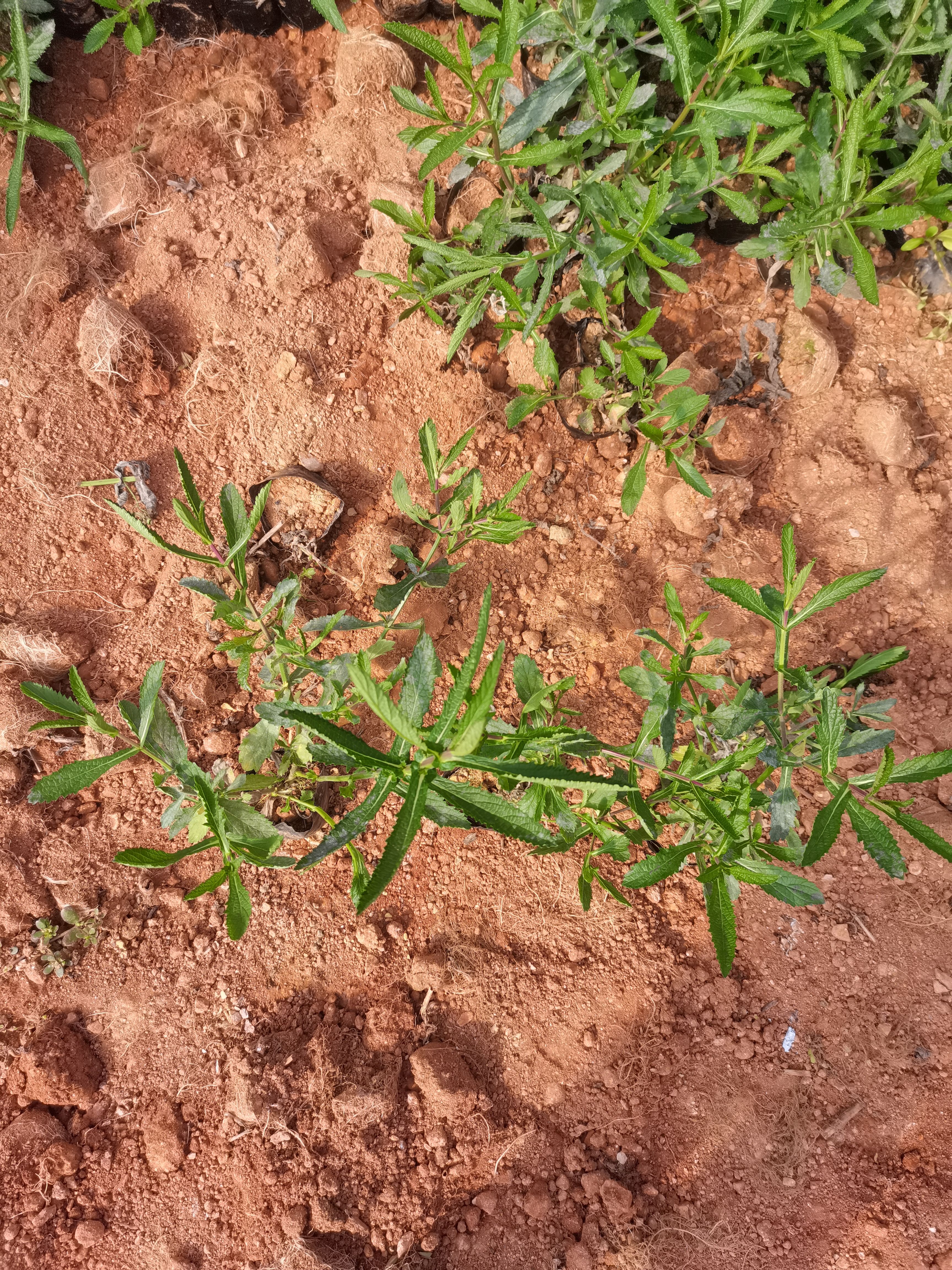 马鞭草，云南昆明马鞭草种植园一手货源