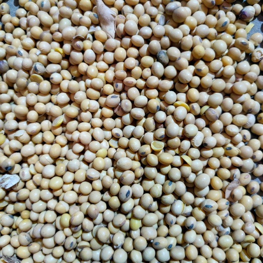 天津高蛋白集装箱美湾，价格美丽。海运，铁运，陆运全国发货
