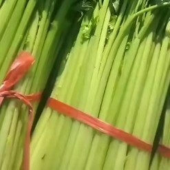 莒县山芹  山东芹菜批发山东芹菜销售货源充足价格合理欢迎咨询订购