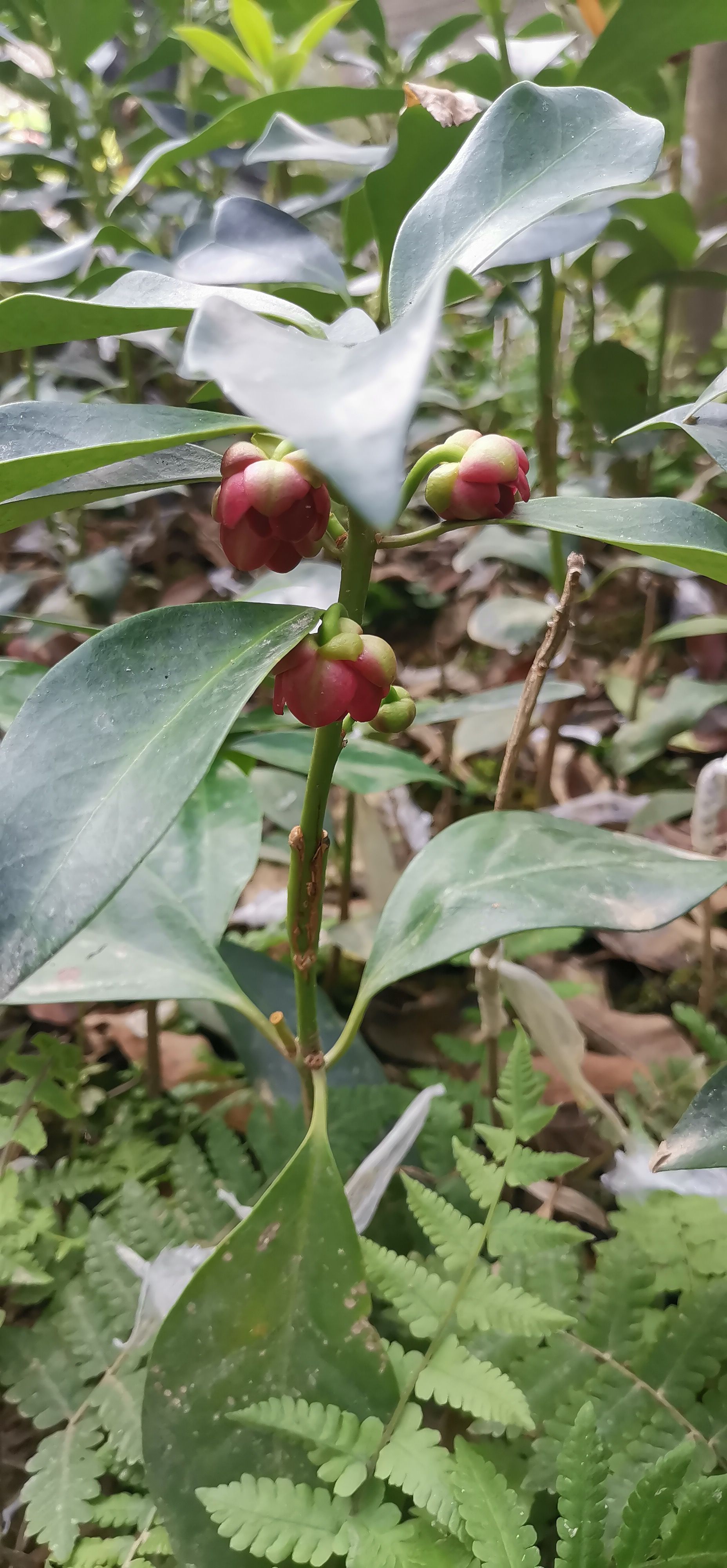 大红八角   八角树优良品种嫁接枝条接穗