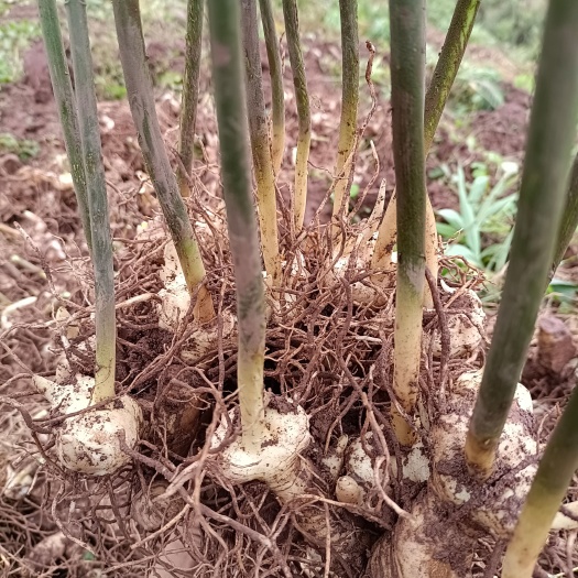宣汉县姜形黄精 黄精块茎（现挖现卖）