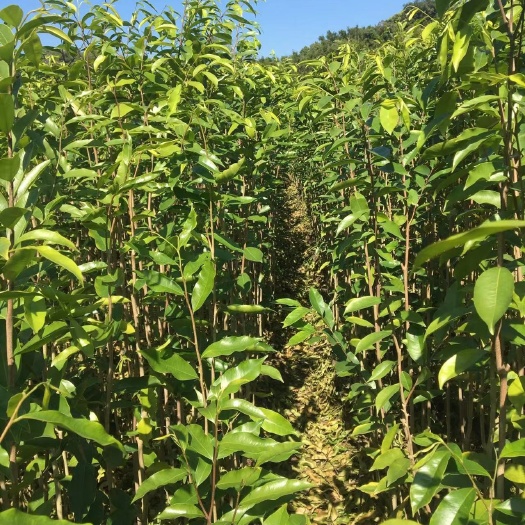 化州市沉香苗（大杯）