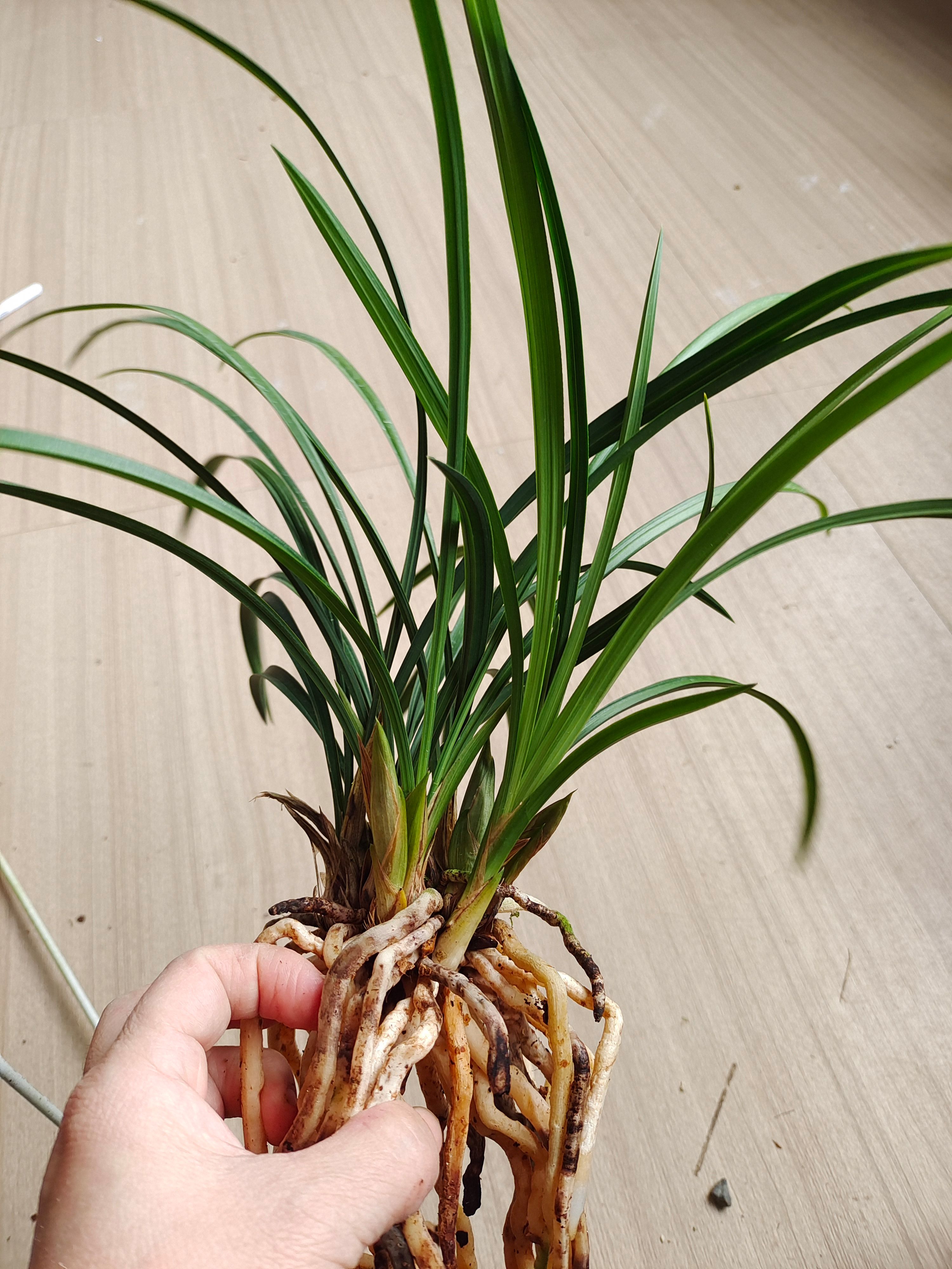 春兰浓香荷瓣素花张荷素又名大吉祥素现带花苞室内阳台花卉兰花