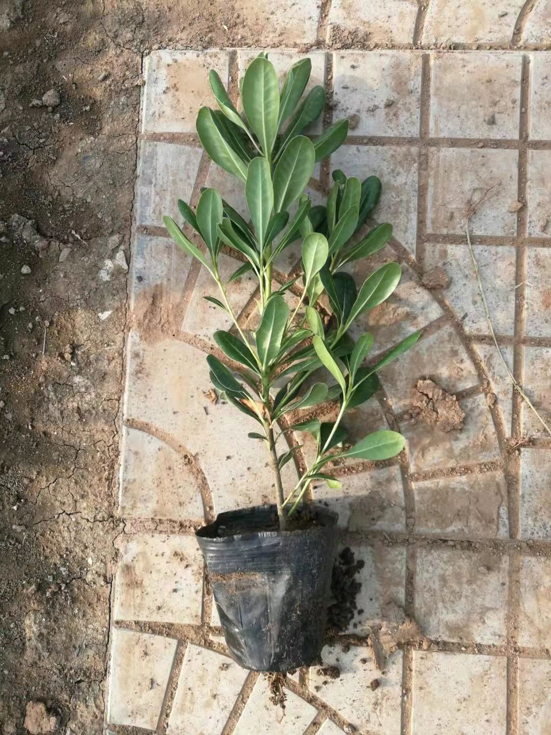  海桐 营养钵海桐种植基地批发