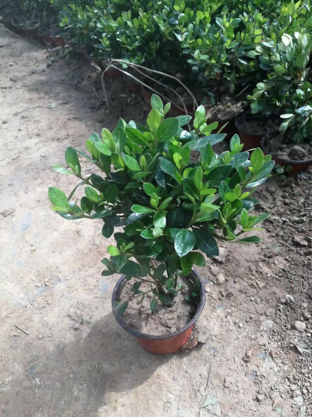  石岩杜鹃 绿化品种开花好的杜鹃