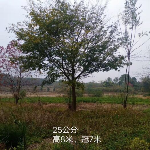富川县小叶朴 精品朴树，单杆，2米分枝，米径25公分，高9米，冠8米