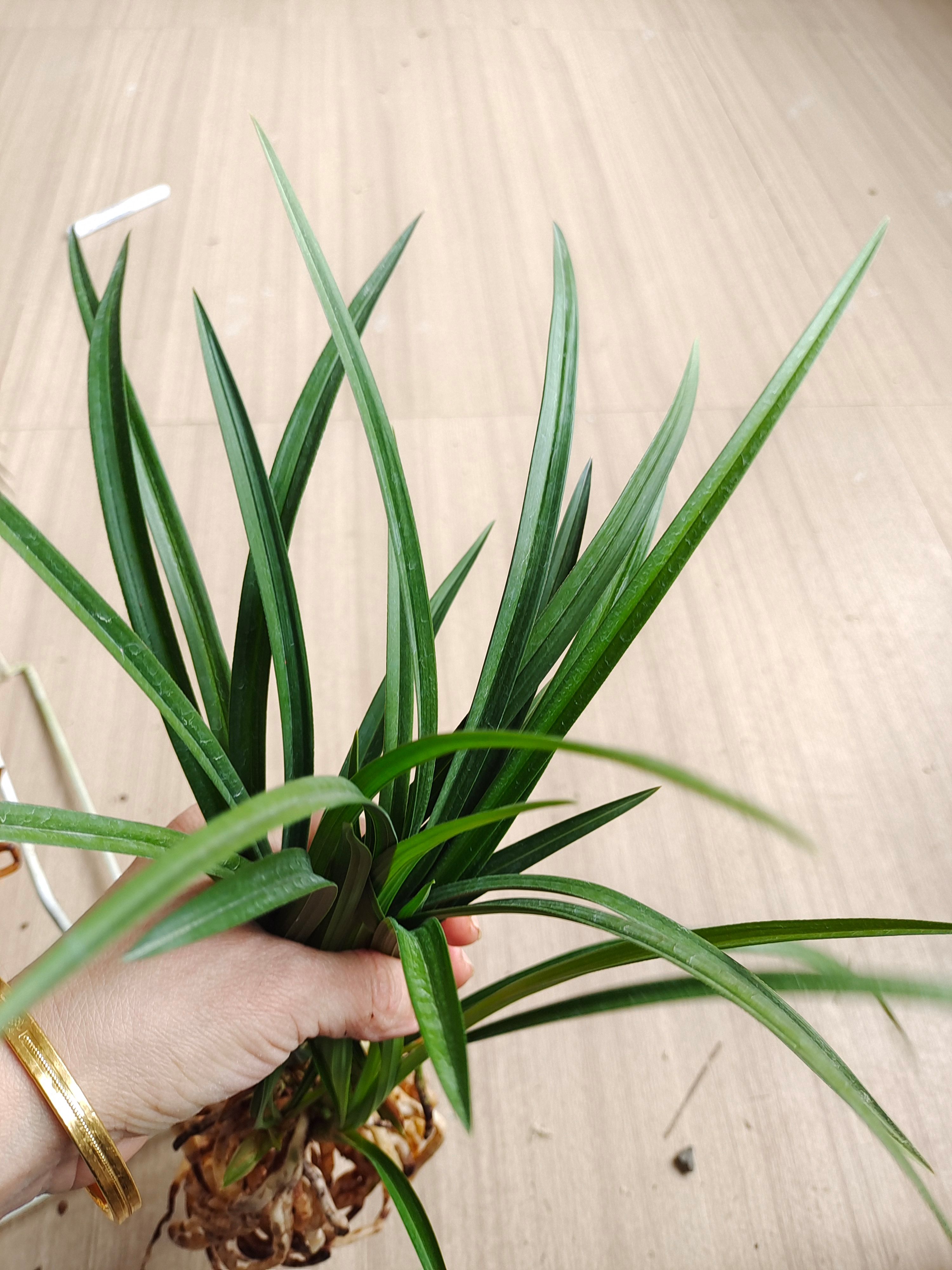 春兰浓香荷瓣素花张荷素又名大吉祥素现带花苞室内阳台花卉兰花