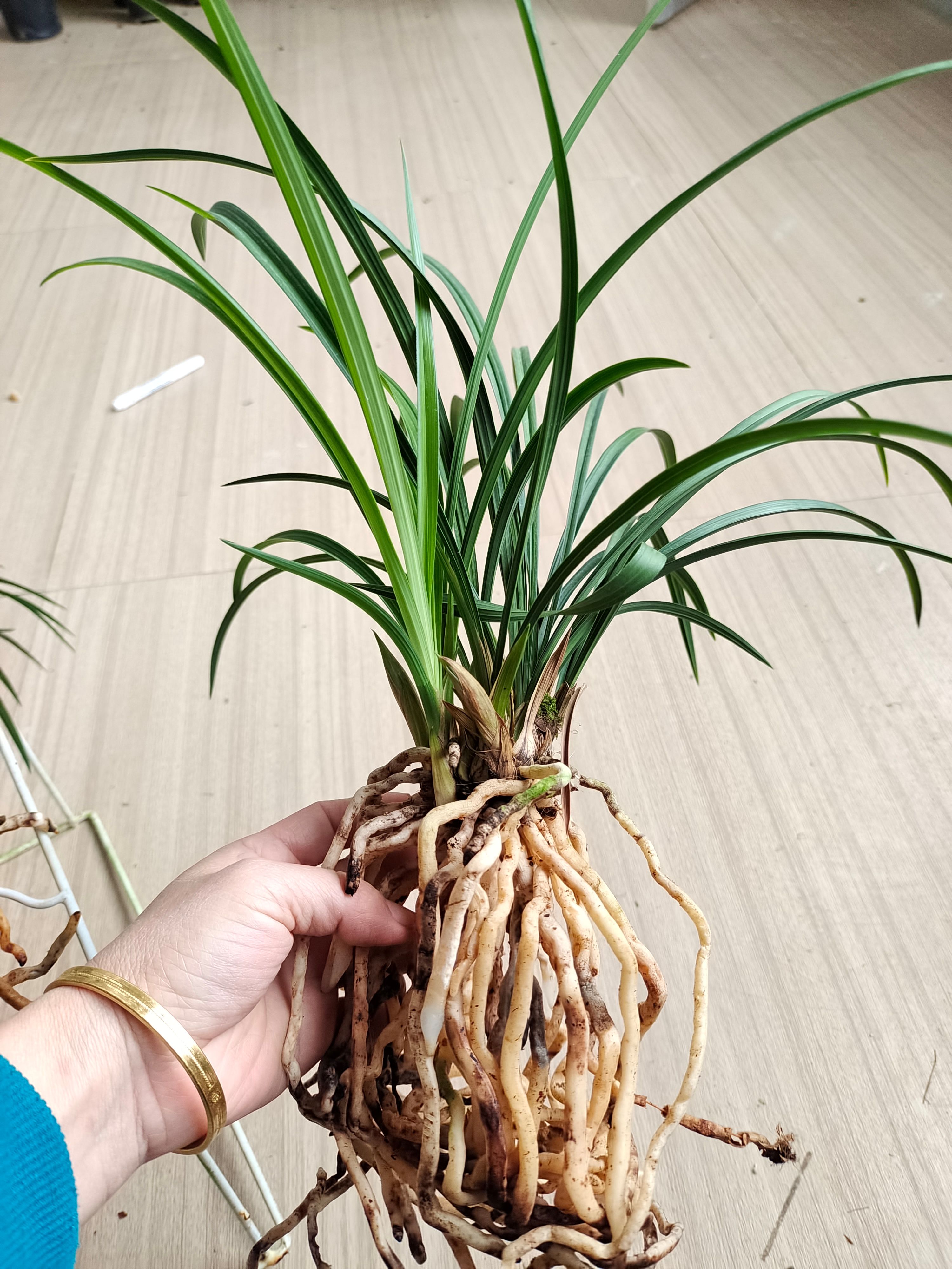 春兰浓香荷瓣素花张荷素又名大吉祥素现带花苞室内阳台花卉兰花