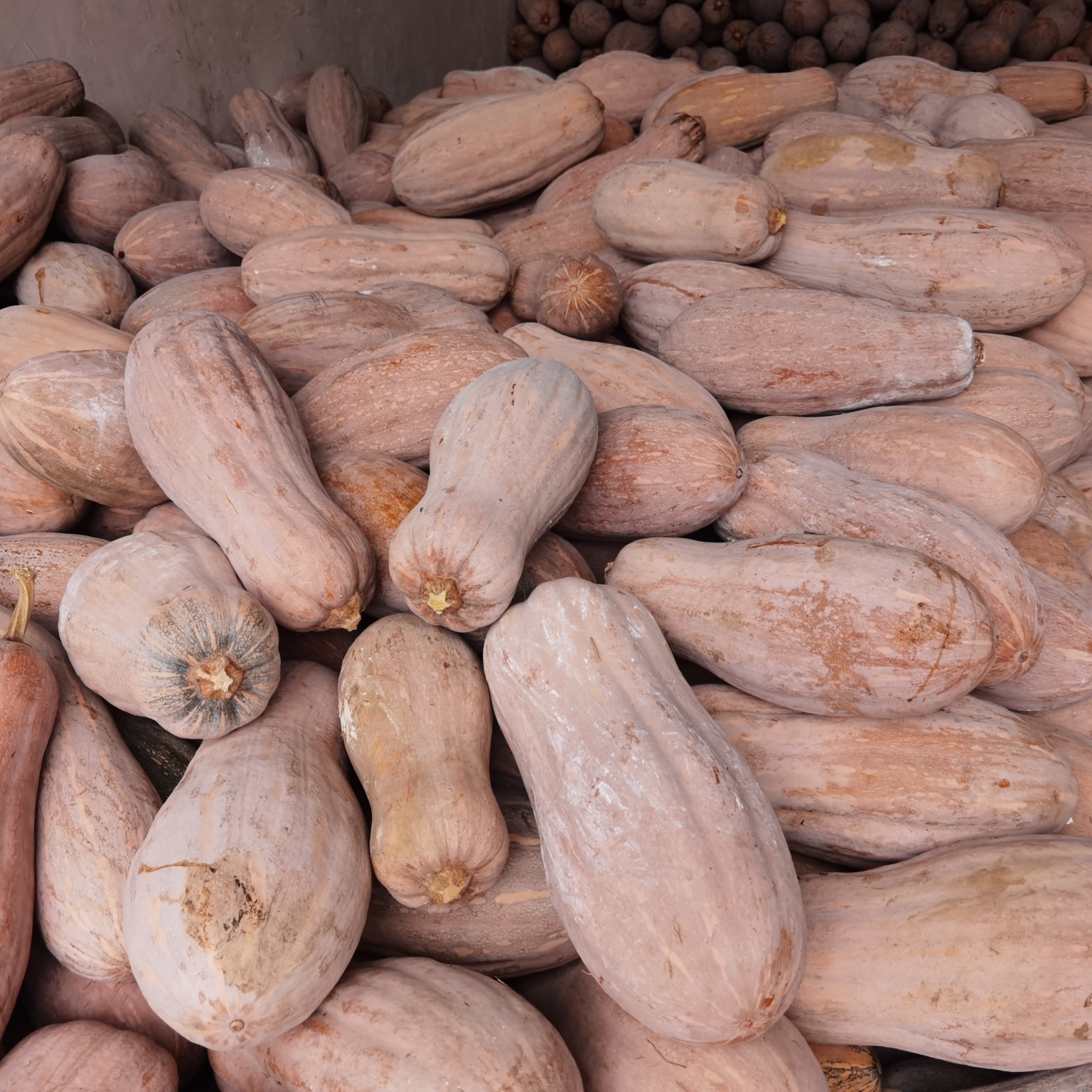 [蜜本南瓜批发]贵州蜜本南瓜吊南瓜5斤以上全黄价格0.9元/斤 - 惠农网