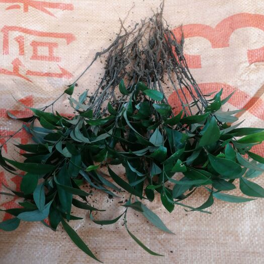 广州红椎树苗 米椎种苗芽苗