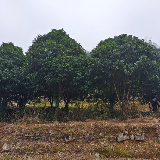 湄潭县八月桂 移植熟货，15-18公分