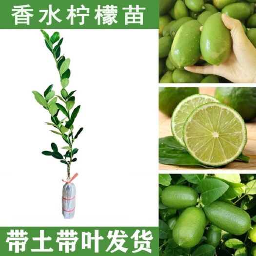 南宁香水柠檬苗 香水柠檬