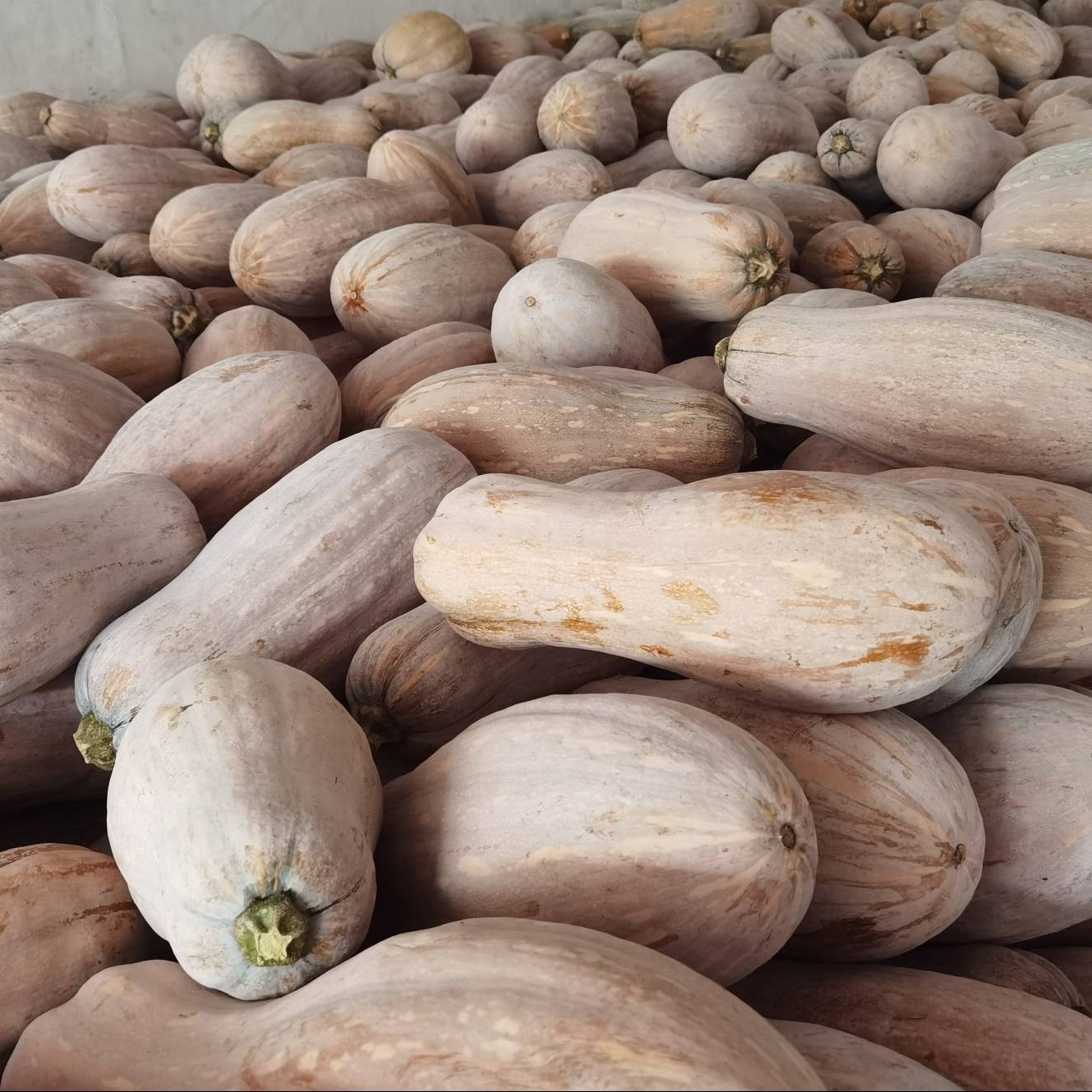 [蜜本南瓜批发]贵州蜜本南瓜吊南瓜5斤以上全黄价格0.9元/斤 - 惠农网