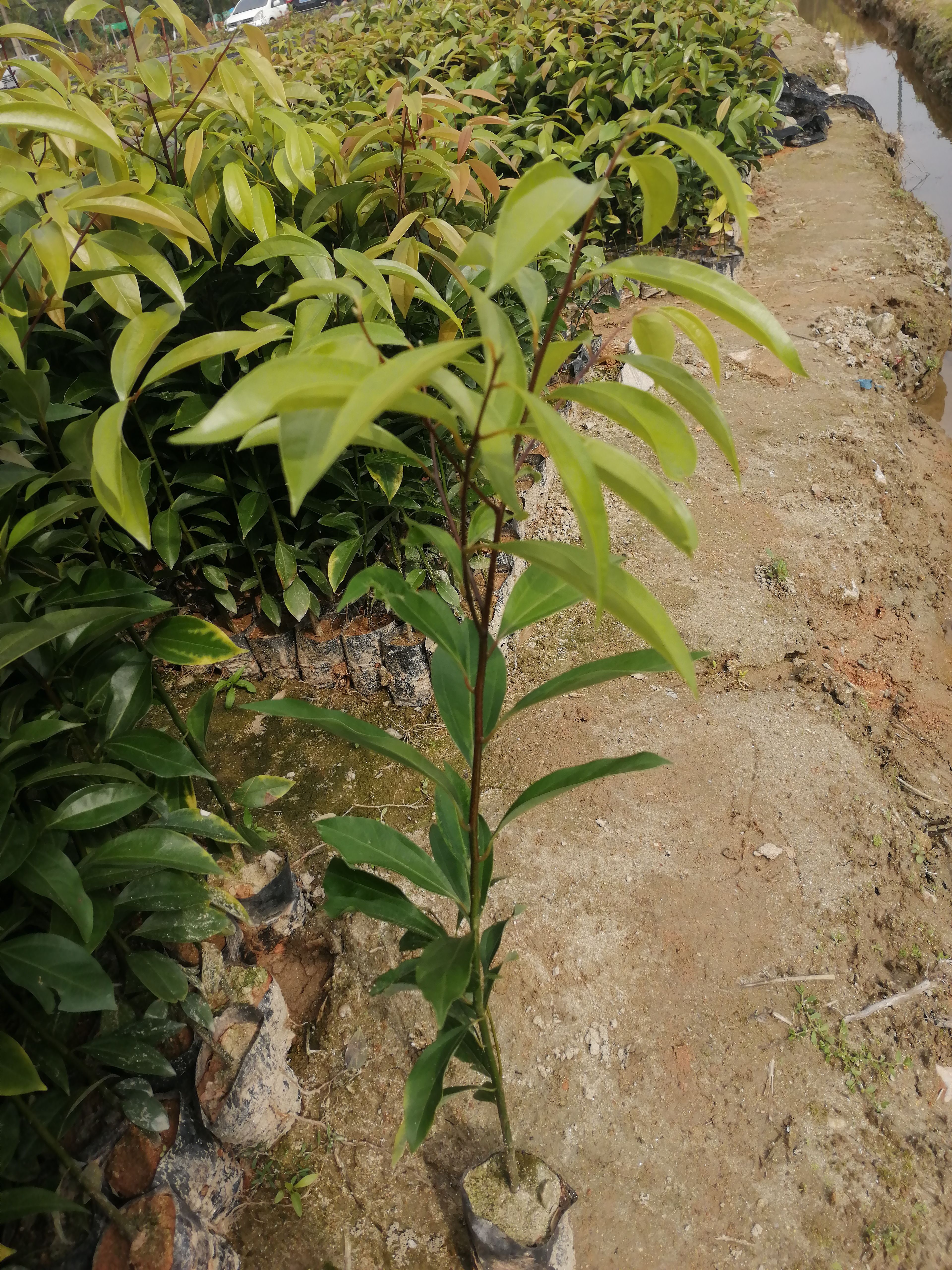 阴香树苗 阴香