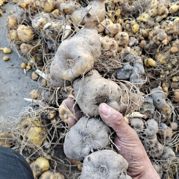 黄精种苗 姜形黄精  野黄精 鸡头黄皮黄 肉优质新鲜 成