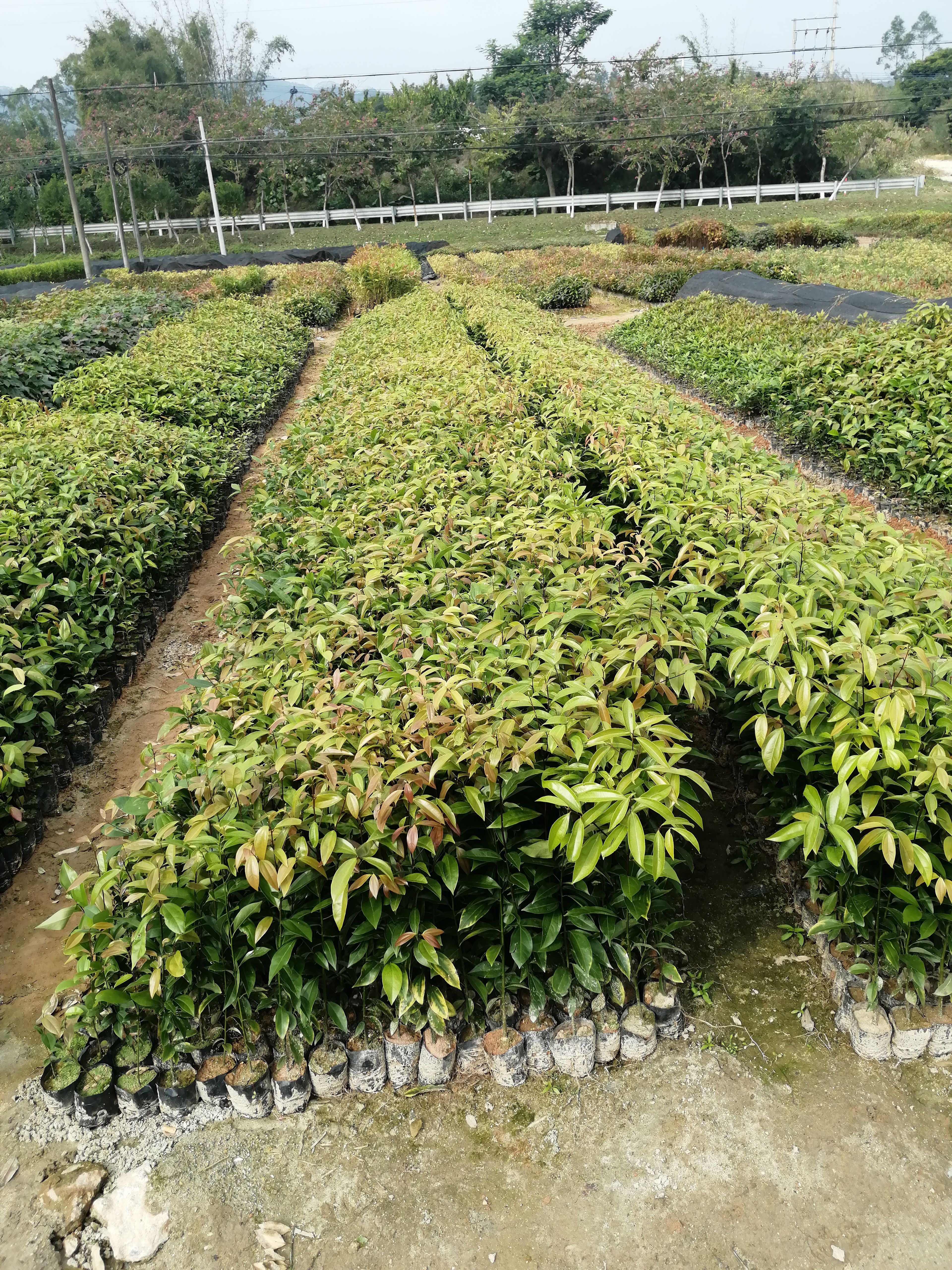 阴香树苗 阴香