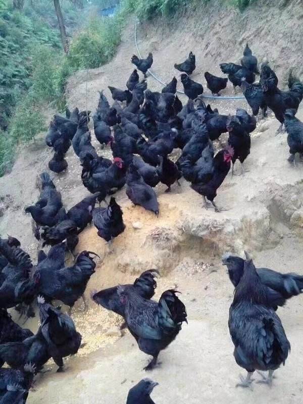 大种快大黑乌，肉鸡苗，打好第一针疫苗，运输包路损