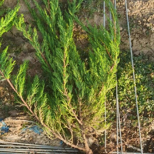 青州市小龙柏地栽龙柏上盆龙柏基地直供