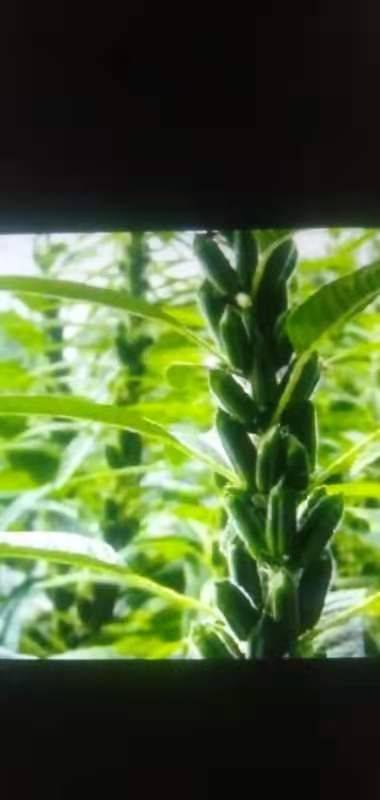  农民伯伯自己种的白芝麻。