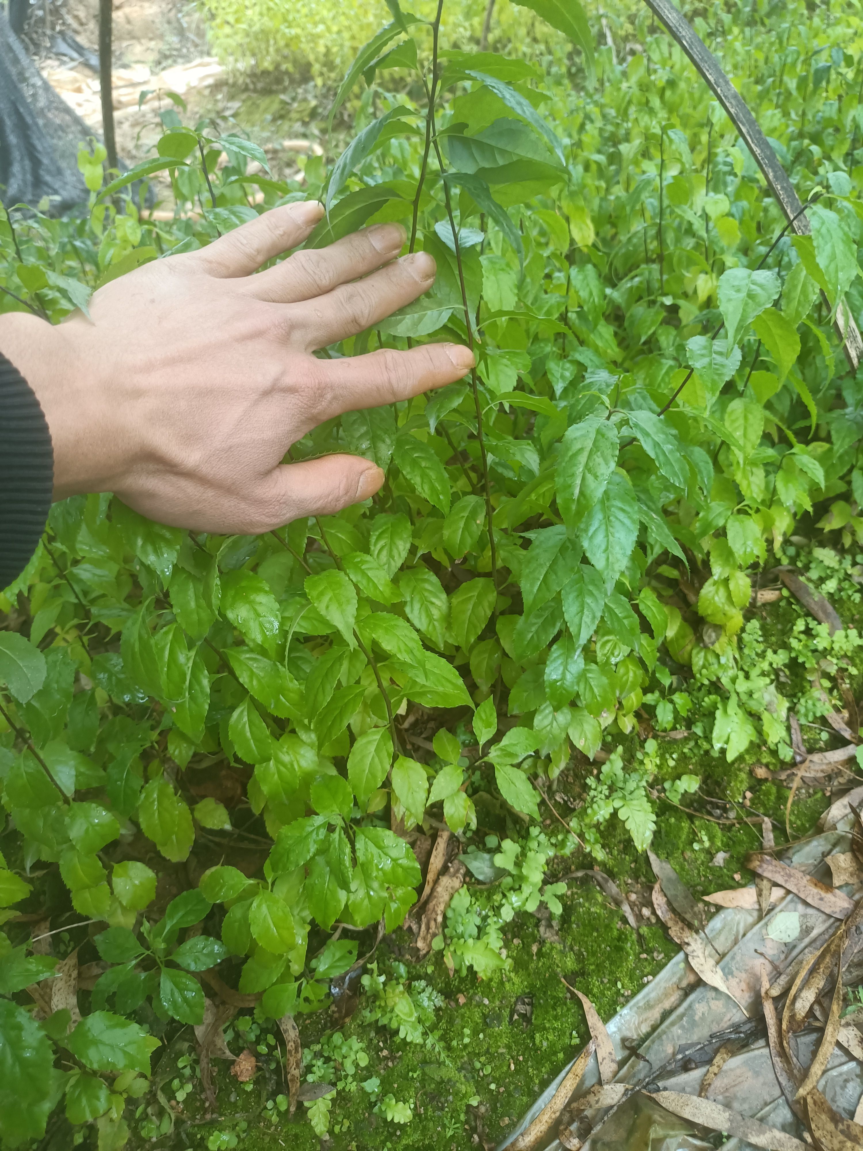 岗梅根苗 岗梅苗